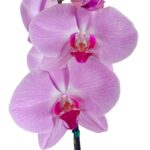 _1: Orquídea Grande Rosada (Memphis) & Maceta Piña - Imagen 2
