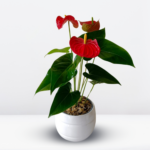 Planta de Anturio en maceta de cerámica