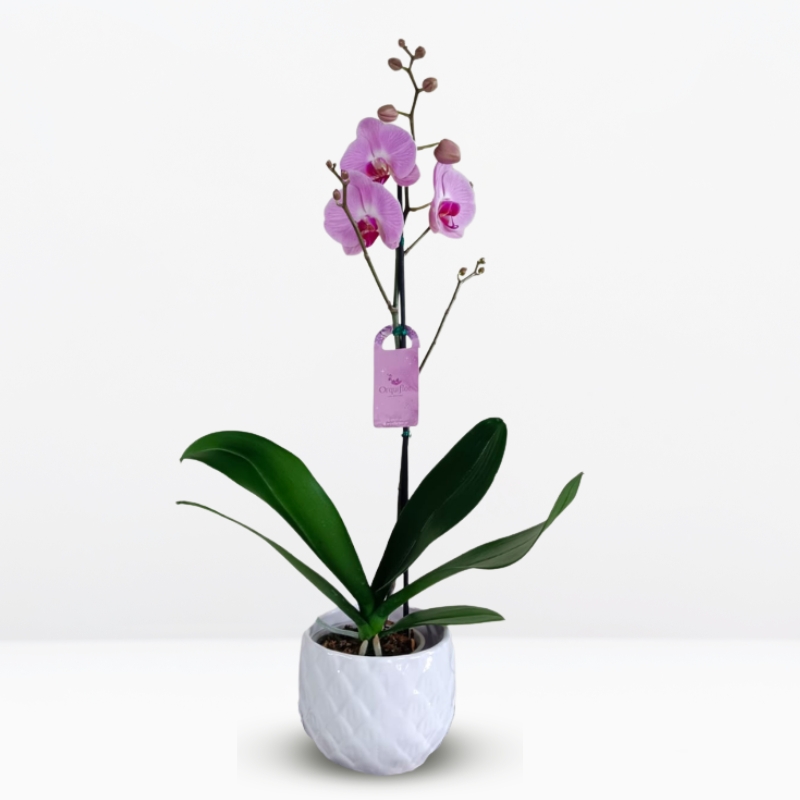 grandes (8) _1: Orquídea Grande Rosada (Memphis) & Maceta Piña - Imagen 1