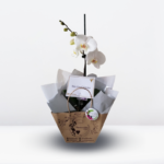 _BOX Condolencias 001