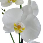 Orquídea Blanca Premium & Maceta Piña - Imagen 2