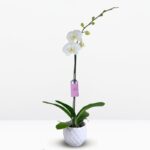 Orquídea Blanca Premium & Maceta Piña