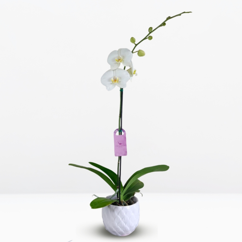 grandes (16) Orquídea Blanca Premium & Maceta Piña - Imagen 1