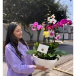 _ : .Jardín Primaveral de 6 Orquídeas