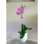 Orquídea Budapest & Maceta Piña