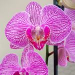 Orquídea Budapest & Maceta Piña - Imagen 2