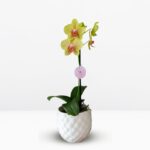 _ : .Orquídea Amarilla con Pecas (Pulsation) & Maceta de Cerámica