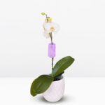 Orquídea Blanca (Yvion) & Maceta Piña