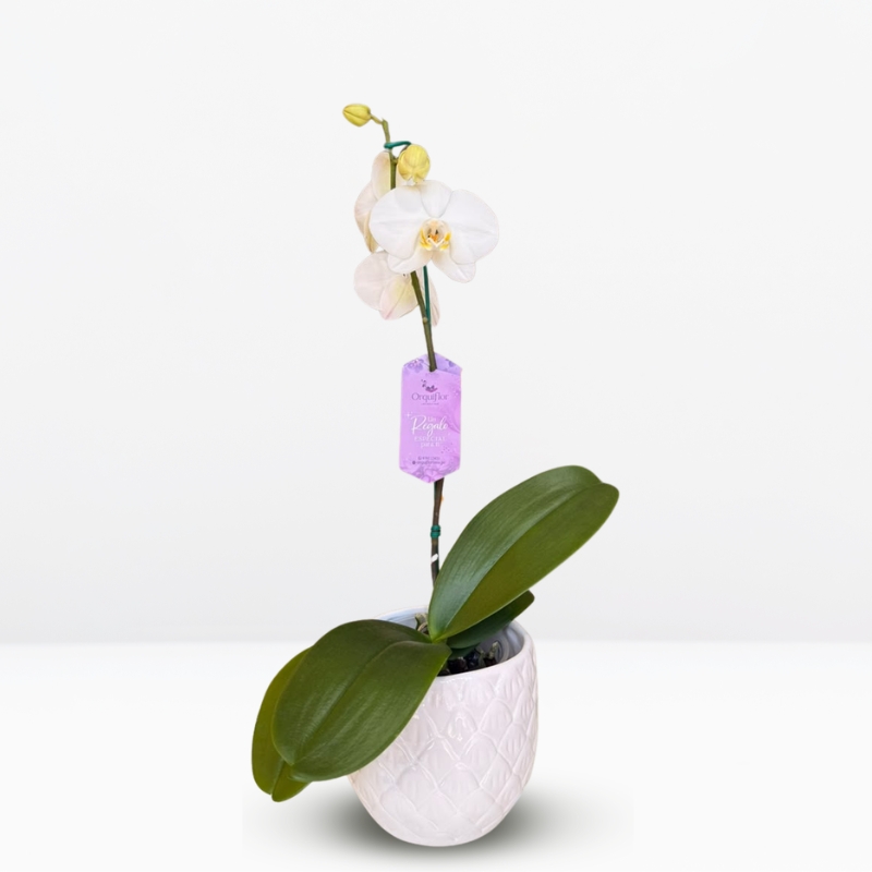 M (3) Orquídea Blanca (Yvion) & Maceta Piña - Imagen 1