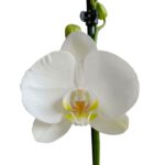 Orquídea Blanca (Yvion) & Maceta Piña - Imagen 2