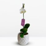 Orquídea Blanca (Yvion) & Maceta Piña