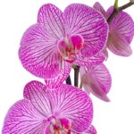 Orquídea Grande Rosada (Budapest) & Maceta Piña - Imagen 2