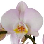 Orquídea Grande Rosa Pálido (Angel Eyes) & Maceta Piña - Imagen 2