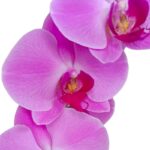 Orquídea Grande Lila (Las Palmas) & Maceta Piña - Imagen 2