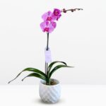Orquídea Grande Lila (Las Palmas) & Maceta Piña