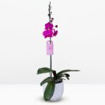 _: Orquídea Grande Fucsia (Evolution) & Maceta Piña
