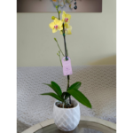 Orquidea Grande Amarilla con Centro Fucsia (Joy) & Maceta Cocos