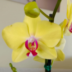 Orquidea Grande Amarilla con Centro Fucsia (Joy) & Maceta Cocos - Imagen 2