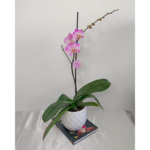 Orquídea Grande Rosada (Jillion) & Maceta Piña - Imagen 3