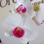 _1: Orquídea Blanca con Centro Fucsia (Halifax) & Maceta Piña - Imagen 2