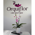 Orquídea Blanca con Centro Fucsia (Halifax) de 2 Varas & Maceta Piña