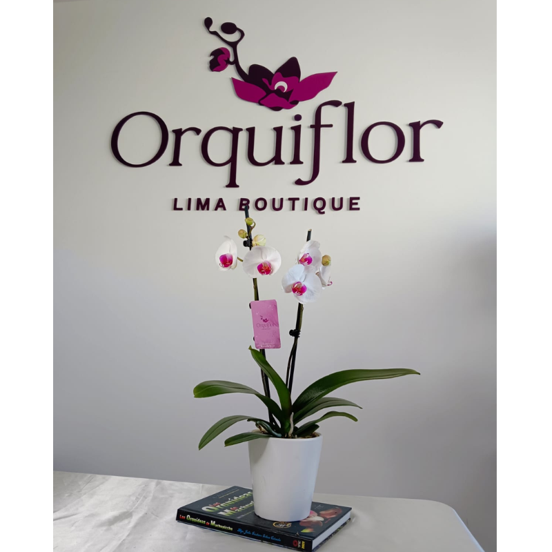 _A: Orquídea Blanca con Centro Fucsia (Halifax) de 2 Varas & Maceta Piña