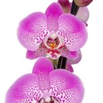 Orquídea Grande Rosada (Jillion) & Maceta Piña - Imagen 2