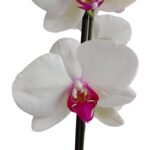 _Orquídea Blanca con Centro Fucsia (Halifax) & Maceta Piña - Imagen 2