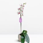 _Orquídea Blanca con Centro Fucsia (Halifax) & Maceta Piña