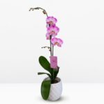 Orquídea Grande Rosada (Jillion) & Maceta Piña