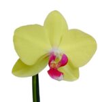 Orquídea Amarilla con Centro Fucsia (Joy) & Maceta Piña - Imagen 2