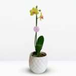 Orquídea Amarilla con Centro Fucsia (Joy) & Maceta Piña