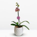 Orquídea Blanca con Manchas Moradas (Doogo) & Maceta Piña