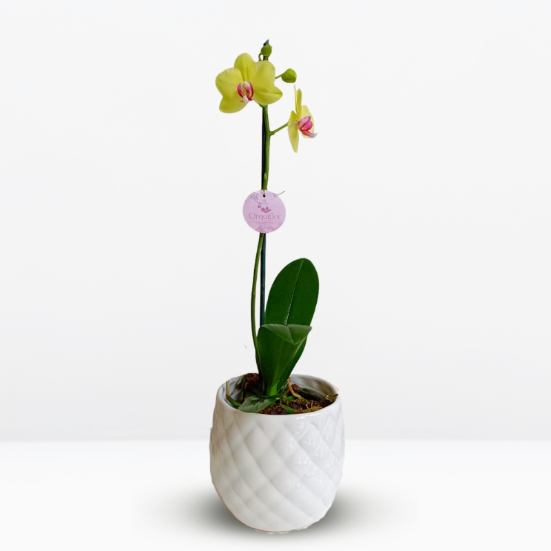 MEDIANAS Orquídea Amarilla con Centro Fucsia (Joy) & Maceta Piña - Imagen 1