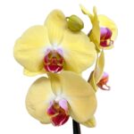 _Orquídea Amarilla con Centro Fucsia & Maceta Piña - Imagen 2