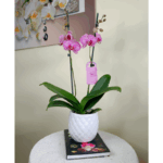 Orquídea Grande Fucsia de 2 Varas (Budapest) & Maceta Piña