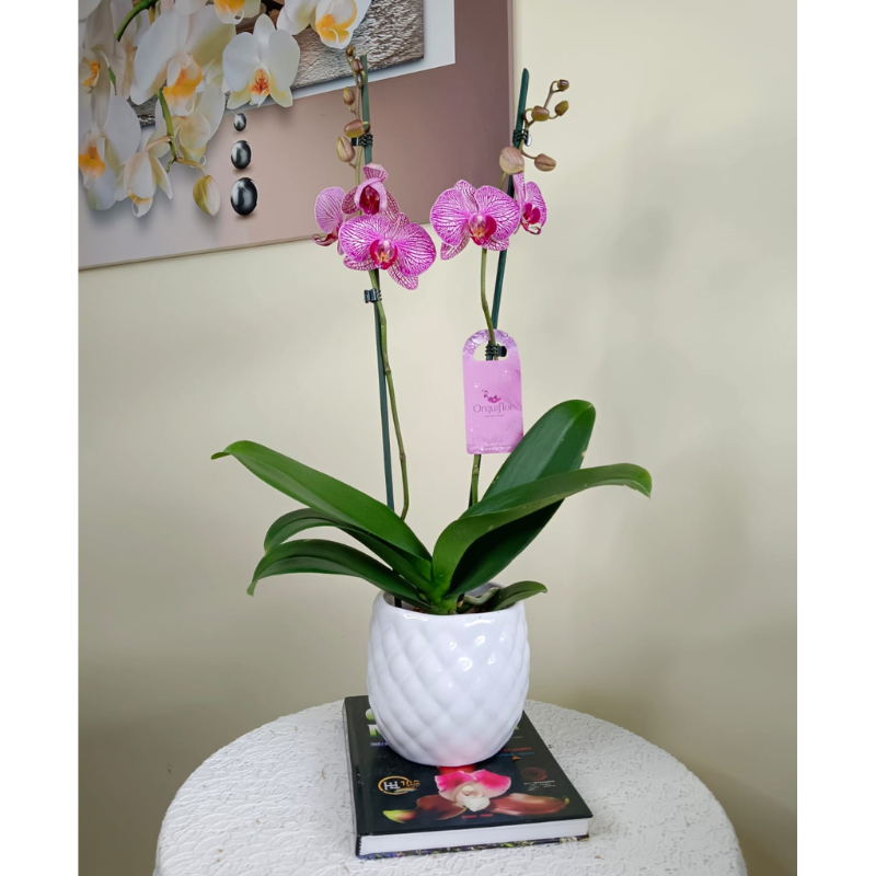 Productos web - 2025-08-25T121717.159 Orquídea Grande Fucsia de 2 Varas (Budapest) & Maceta Piña - Imagen 1