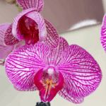 Orquídea Grande Fucsia de 2 Varas (Budapest) & Maceta Piña - Imagen 2
