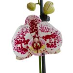 Orquídea Blanca con Manchas Moradas (Doogo) & Maceta Piña - Imagen 2