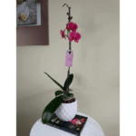 Orquídea Grande Carmesí (Montreux) & Maceta Piña - Imagen 3
