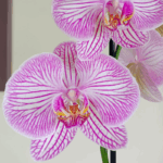 _A: Orquídea budapest clara & Maceta modelo tejido de ceramica. - Imagen 2