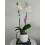 _ 1 _: Orquídea Grande Blanca (Yvion) de 2 Varas & Maceta Piña