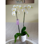 _ 1 _: Orquídea Grande Blanca (Yvion) de 2 Varas & Maceta Piña - Imagen 2
