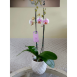 Orquídea Grande Rosada con Borde Blanco (Amelie) de 2 Varas & Maceta Piña
