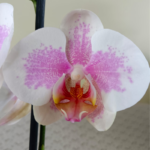 Orquídea Grande Rosada con Borde Blanco (Amelie) de 2 Varas & Maceta Piña - Imagen 2
