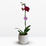 _ Orquídea Carmesí (Montreux) & Maceta Piña