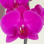 _: Orquídea Grande Fucsia (Evolution) & Maceta Piña - Imagen 2