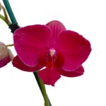 _ Orquídea Carmesí (Montreux) & Maceta Piña - Imagen 2