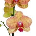 A: Orquídea Naranja y Amarilla (Sunset) & Maceta Piña - Imagen 2