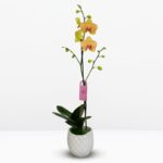 A: Orquídea Naranja y Amarilla (Sunset) & Maceta Piña
